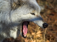 Arctic Wolf 047